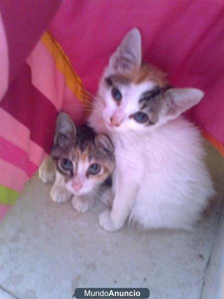 regalo 2 gatitos