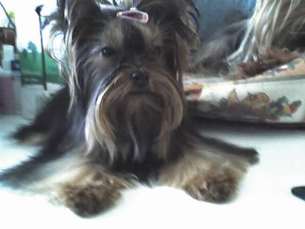Yorkshire 9 meses de 1,150 gramos