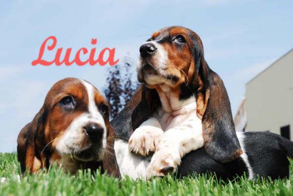 Basset hound unicos y buen precio