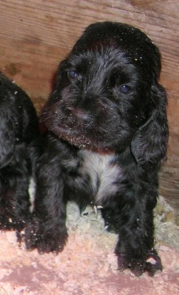 CACHORROS DE COCKER, EL MEJOR REGALO DE NAVIDAD
