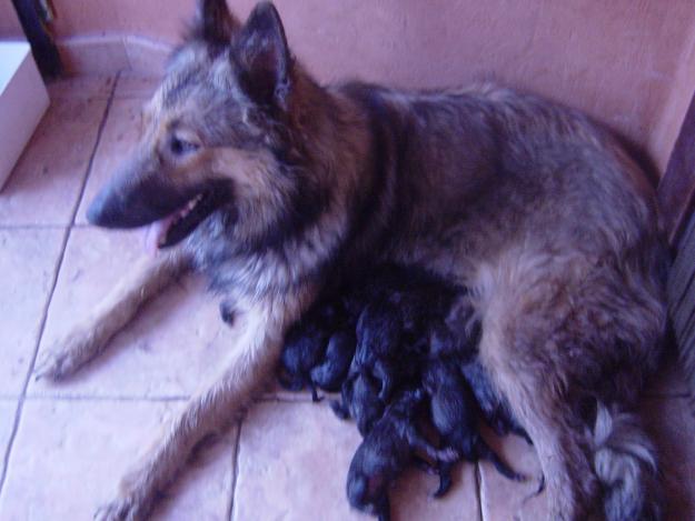 cachorros de pastor tervuren