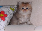 gatitos persas golden - mejor precio | unprecio.es