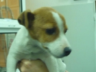 jack russell - mejor precio | unprecio.es