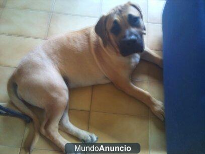 Perra dogo canario de 6 mese busca hogar