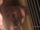 Regalo cachorros - mejor precio | unprecio.es