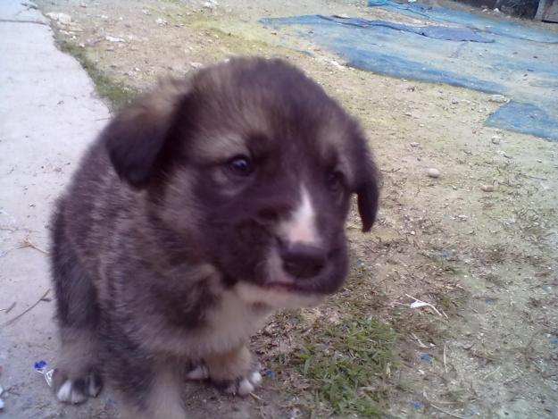 Vendo cachorros