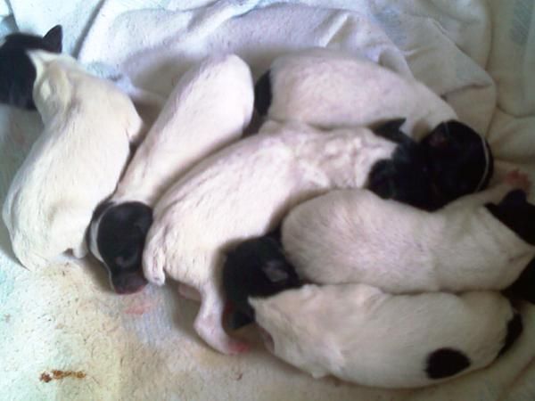 VENDO CACHORROS DE BODEGUERO ANDALUZ