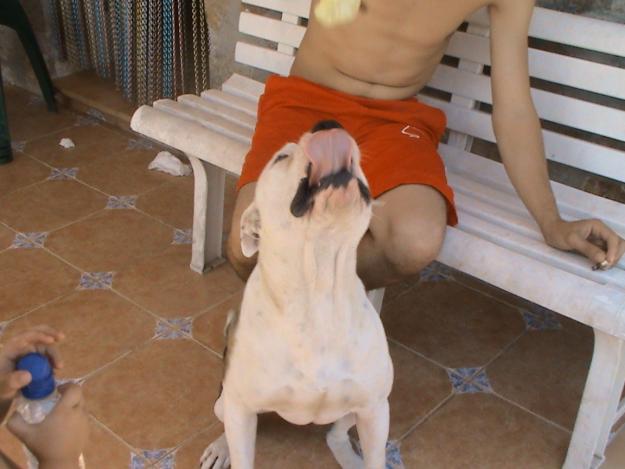 vendo cachorros pitbull