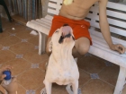 vendo cachorros pitbull - mejor precio | unprecio.es