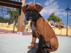 VENDO UNA CACHORRO BOXER HEMBRA - mejor precio | unprecio.es