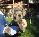 Dogo Alemán Azul - mejor precio | unprecio.es