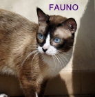 Fauno, gato mezcla de siamés con ojos azules preciosos - mejor precio | unprecio.es