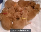 Cachorros magnífico golden retreiver - mejor precio | unprecio.es