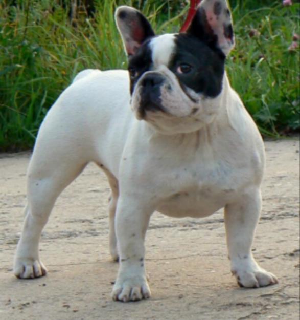 busco bulldog francés