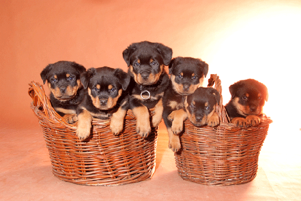 Cachorros rottweiler, Excelente camada