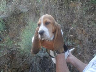 Excelentes cachorros BASSET HOUND con PEDIGREE