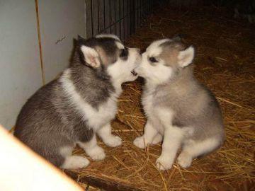 Lovely Blanca y Lobos Grises Siberian Husky Pup niña de ojos azules