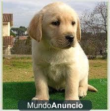 REGALO CACHORROS DE LABRADOR RETREVIER