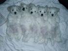 vendo cachorros de Bichon Maltes - mejor precio | unprecio.es