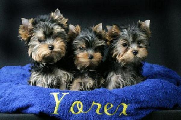 yorksairee