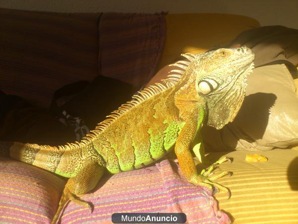 vendo iguana de 4 años con terrario muy cariñosa por 90 euros.