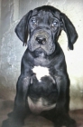 Gran Danés, Deutsche Dogge - mejor precio | unprecio.es