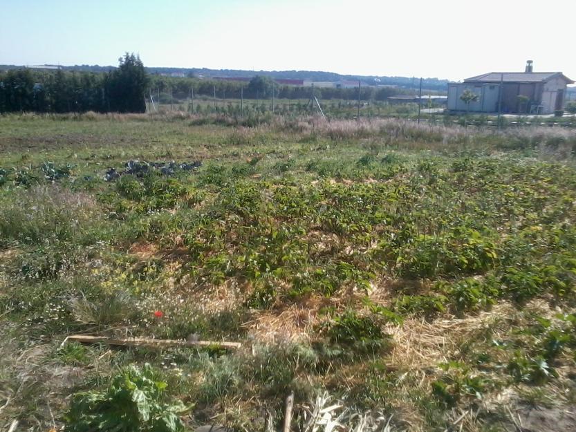 alojamiento y manutencion por pequeña ayuda en huerta