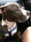 American Bully Barcelona - mejor precio | unprecio.es