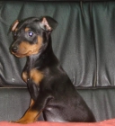 CACHORROS DE PINSCHER MINI 450 - mejor precio | unprecio.es