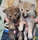 cachorros perro lobo checoslovaco - mejor precio | unprecio.es