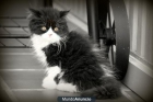 gato persa de 2 meses - mejor precio | unprecio.es