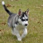 Husky siberiano libre para adopción libre - mejor precio | unprecio.es