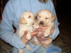 Labrador retriever, calidad y precio - mejor precio | unprecio.es