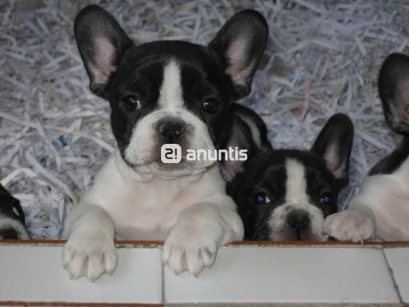 Preciosos cachorros Bulldog Frances con pedigree