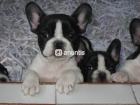 Preciosos cachorros Bulldog Frances con pedigree - mejor precio | unprecio.es