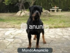 Rottweiler para Montas - mejor precio | unprecio.es