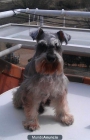 SCHNAUZER MINIATURA macho, sal y pimienta, busca hembra para cruzar - mejor precio | unprecio.es