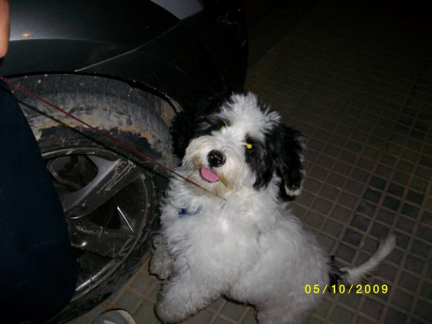 SE REGALA PERRO MACHO DE 4 MESES