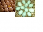 Se vende huevos de Fénix plateado con gallo americano puro, raza pura 90% de fertilidad 10 - mejor precio | unprecio.es