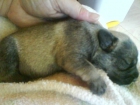 SOMOS 4 HEMBRITAS Y 1 MACHO DE SCHNAUZER MINIATURA DE MES Y MEDIO - mejor precio | unprecio.es