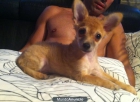 ultimo cachorrito macho chihuahua - mejor precio | unprecio.es