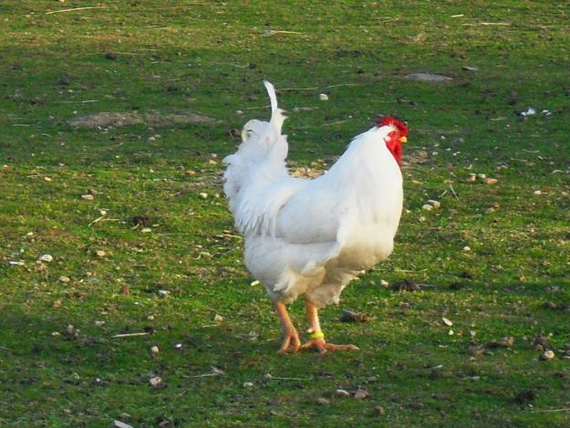 GALLINAS PIÑEIRAS BLANCAS