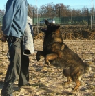 "CURSO DE ADIESTRAMIENTO CANINO PARA GUARDIA CIVIL Y POLICÍA NACIONAL" -Larcan de Castilla - mejor precio | unprecio.es