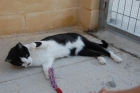 Ashura: gata abandonada en la protectora de Málaga - mejor precio | unprecio.es