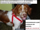 BRETONA PERDIDA EN MANISES, ESTABA EN TRATAMIENTO VETERINARIO! - mejor precio | unprecio.es