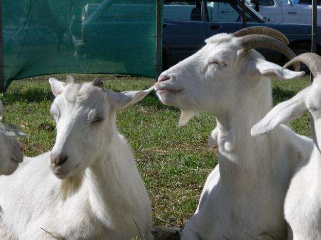 cambio 2 cabras adultas y un cabrito por burro,mulo u pony