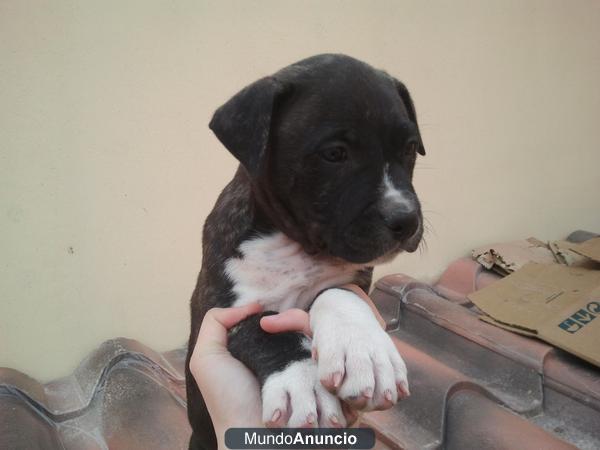 Precioso cachorro de american pitbull