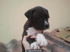 Precioso cachorro de american pitbull - mejor precio | unprecio.es