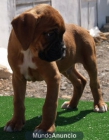 Tu Boxer a un precio estupendo - mejor precio | unprecio.es