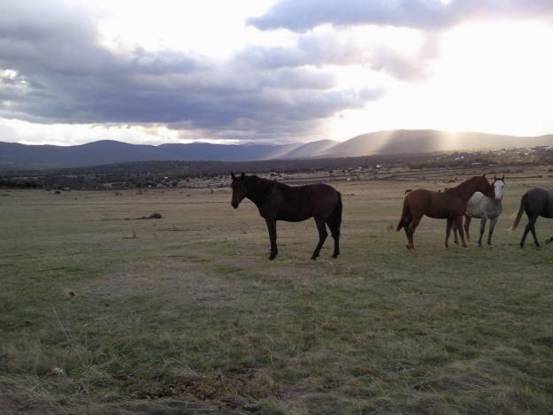 Vendo potros lusitanos, españoles, cruzados...